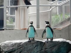 まずは長崎ペンギン水族館。
ワンコインで大好きなペンギンに会えるとあっていってみたかったのです。
入ったらさっそくペンギンが！