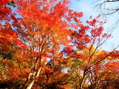 近鉄大阪線の急行に乗って桜井まで行き、コミュニティバスで談山神社へ向かいます。まだ8時過ぎですが、好天の日曜日ということもあって、バスは満員で出発しました。談山神社の駐車場に着くと、さっそく、見頃を迎えた紅葉でいっぱいでした。