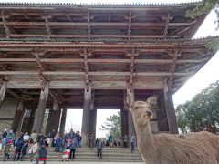 南大門から東大寺へ。
鹿も初詣でしょうか。