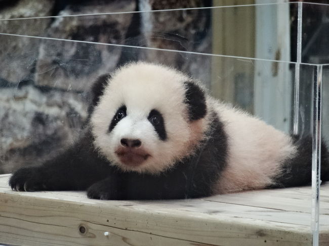 パンダの赤ちゃんと会いにアドベンチャーワールドへ 南紀白浜 和歌山県 の旅行記 ブログ By Jasさん フォートラベル