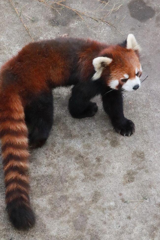 北海道レッサーパンダ遠征 温泉ホテルとグルメの旅 2 旭山動物園 前編 Hello 桃桃ちゃんと梨梨ちゃん 3年連続で赤ちゃんが生まれた レッサーパンダと3度目の来園で初めて見たモート下チャーミン 我が地元埼玉ズーからやってきたマヌルネコに再会 冬毛で