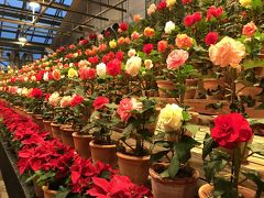 入っていきなりコレですよ！！！

直径15㎝ぐらいあるベゴニア！！こんな大きなの見たことない！

作り物みたいに見えますが、もちろん全部本物ですｗ