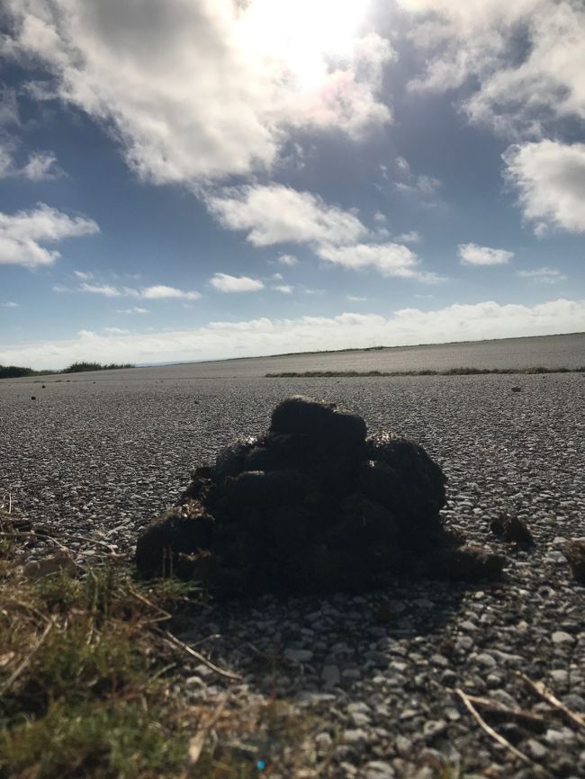 『与那国島で仔馬とDr.コトー診療所』与那国島(沖縄県)の旅行記・ブログ by カオナシさん【フォートラベル】