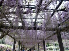 最後は朝来へ。
藤を見に行きました。