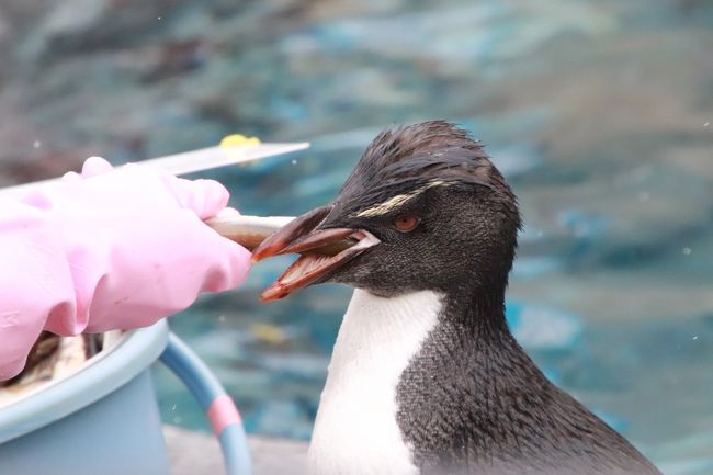 北海道レッサーパンダ遠征 温泉ホテルとグルメの旅 ３ 旭山動物園 中編 ぺんぎん館 あざらし館 ほっきょくぐま館 もぐもぐタイムがあった３館 チョコ色のもふもふキング ペンギンの赤ちゃんにしびれる 旭川 北海道 の旅行記 ブログ By まみさん フォートラベル