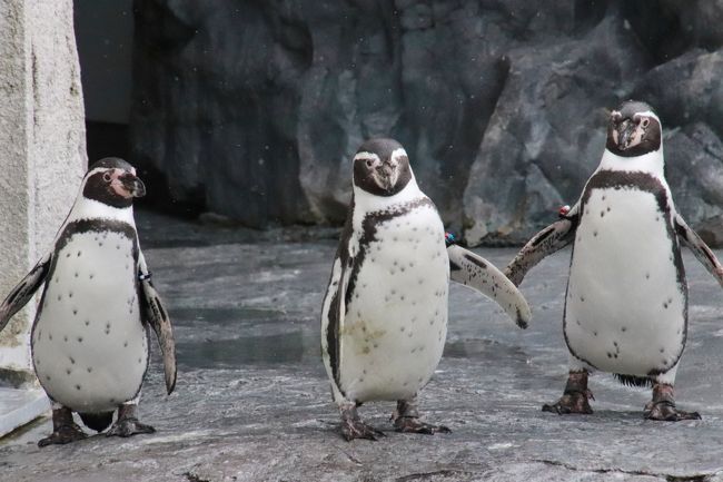 北海道レッサーパンダ遠征 温泉ホテルとグルメの旅 3 旭山動物園 中編 ぺんぎん館 あざらし館 ほっきょくぐま館 もぐもぐタイムがあった3館 チョコ色のもふもふキング ペンギンの赤ちゃんにしびれる 旭川 北海道 の旅行記 ブログ By まみさん フォートラベル 北海道レッサーパンダ遠征 温泉ホテルとグルメの旅 3 旭山動物園 中編 ぺんぎん館 あざらし館 ほっきょくぐま館 もぐもぐタイムがあった3館 チョコ色のもふもふキング ペンギンの赤ちゃんにしびれる 旭川 北海道 の旅行記 ブログ By まみさん フォートラベル