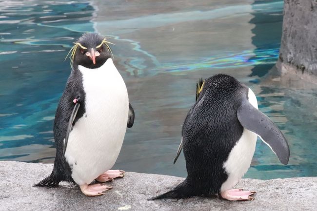 北海道レッサーパンダ遠征 温泉ホテルとグルメの旅 ３ 旭山動物園 中編 ぺんぎん館 あざらし館 ほっきょくぐま館 もぐもぐタイムがあった３館 チョコ色のもふもふキング ペンギンの赤ちゃんにしびれる 旭川 北海道 の旅行記 ブログ By まみさん フォートラベル