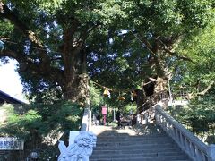 山王神社大クス。
ちょうど小学生の遠足で大賑わい・・・
まあ、過去にも来たことはあるし・・・参拝し足早に立ち去る。