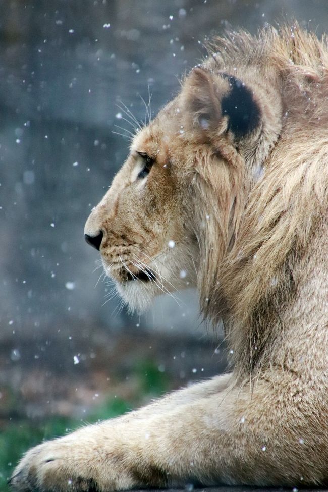 北海道レッサーパンダ遠征 温泉ホテルとグルメの旅 ４ 旭山動物園 後編 もうじゅう館 きりん舎 かば館 オオカミの森 エゾシカの森 ぎりぎり見られた元気なキリンの赤ちゃんや大きくなったアムールヒョウの子供たち 旭川 北海道 の旅行記 ブログ By まみさん