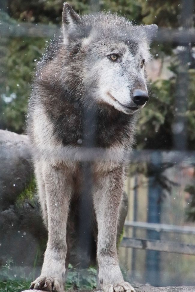 北海道レッサーパンダ遠征 温泉ホテルとグルメの旅 ４ 旭山動物園 後編 もうじゅう館 きりん舎 かば館 オオカミの森 エゾシカの森 ぎりぎり見られた元気なキリンの赤ちゃんや大きくなったアムールヒョウの子供たち 旭川 北海道 の旅行記 ブログ By まみさん