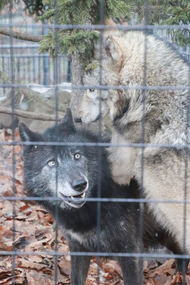 北海道レッサーパンダ遠征 温泉ホテルとグルメの旅 ４ 旭山動物園 後編 もうじゅう館 きりん舎 かば館 オオカミの森 エゾシカの森 ぎりぎり見られた元気なキリンの赤ちゃんや大きくなったアムールヒョウの子供たち 旭川 北海道 の旅行記 ブログ By まみさん
