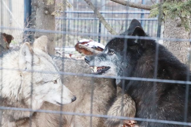 北海道レッサーパンダ遠征 温泉ホテルとグルメの旅 ４ 旭山動物園 後編 もうじゅう館 きりん舎 かば館 オオカミの森 エゾシカの森 ぎりぎり見られた元気なキリンの赤ちゃんや大きくなったアムールヒョウの子供たち 旭川 北海道 の旅行記 ブログ By まみさん
