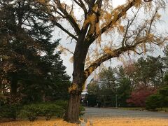 京都御苑は大銀杏から沢山散り積もっていました

足も疲れたようなので、これだけ見て

地下鉄で京都駅へ