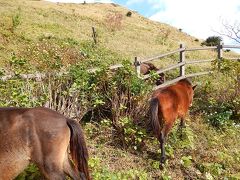 お次に向かったのは
「都井岬」
野生馬がいることで有名。

馬は家畜の馬が放牧されて野生化したもので
天然記念物に指定されています
