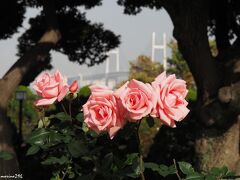 港の見える丘公園ローズガーデンのバラ（プリンセス アイコ）

8つの国のクリスマス飾りを楽しませてもらいました。

（おしまい）
