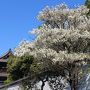 2018年4月　そうだ京都へ行こう！（花見旅行編　Part１）
