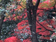 大手町ビル群の迂回路から、竹橋・九段下を通って、北の丸公園へ。

写真ではいまいちですが、ひときわ鮮やかな「赤」の葉に多くの人が写真を撮っていました。