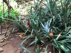 スパイスガーデンへ
本気で庭だった！

https://goronekone.blogspot.com/2018/12/luckgrove-spice-garden-restaurant.html