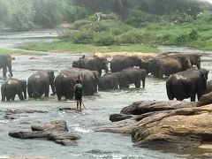 象を見ながらランチ
https://tabelog.com/srilanka/A8401/A840101/84000126
https://goronekone.blogspot.com/2018/12/hotel-elephant-bay.html