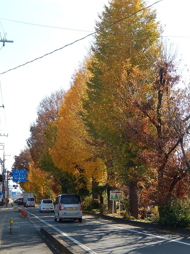 ふじみ野市鶴ケ岡中央通り付近で見られたイチョウの黄葉』埼玉県の旅行
