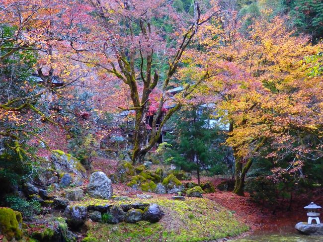 門を抜けたところで出会った紅葉。