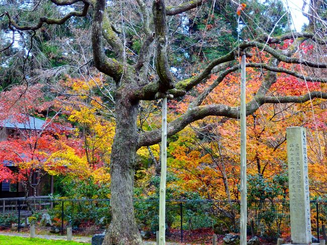 こちらが国指定天然記念物の九重桜のはずです。