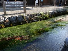 　米原市醒井宿資料館前を流れる地蔵川、川面には水中花「梅花藻（バイカモ）」が顔を出していました。