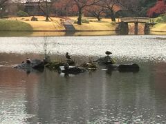 竹生島で休む水鳥