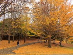 大学みたいな変わった建物だったので、そっち方面にテクテク
このイチョウなんか凄く好きです。