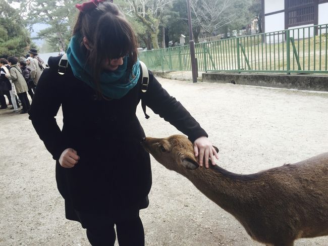鹿たちは強いです、、最初は楽しかったのですが、おせんべいを持っていなくても突進してくるので恐怖でした！