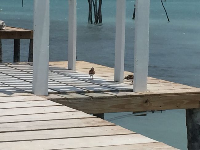 鳥も気持ちよさそう。