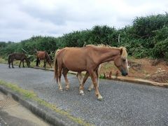 与那国町指定天然記念物の「ヨナグニ馬」です。

与那国島で飼育されてきた在来馬で、体高110cm～120cmほどの小型で、ポニーに分類されます。
40年ほど前は30頭ほどだったのが、保存会などの努力もあり、近年では150頭前後にまで増えているそうです。