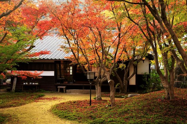 紅葉の錦帯橋と宮島へ ２ 錦帯橋 周辺の紅葉とライトアップ 錦帯橋周辺 山口県 の旅行記 ブログ By クッシーさん フォートラベル