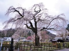 角館のシダレザクラ