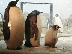 海獣館でエンペラーペンギンの赤ちゃんに対面！