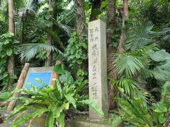 米原のヤエヤマヤシ群落です。ヤエヤマヤシは石垣島と西表島だけに群生する珍しいヤシで、昭和47年に国指定の天然記念物にされています。ここでないと見ることができないヤシですので、見学することにしました。入場料はありません。