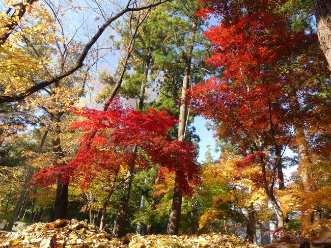 太田市歴史公園の紅葉_2018(2)_12月上旬、見頃になりました。(群馬県・太田市)