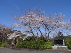 途中にある那智山見晴台の桜は七分咲き位