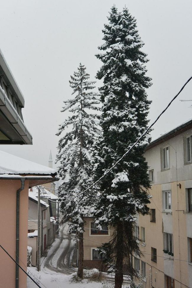 朝起きたら雪が積もっていました。