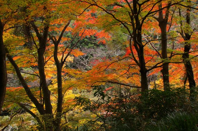 ◆平成最後 de 東北最後の紅葉～いわき龍神峡