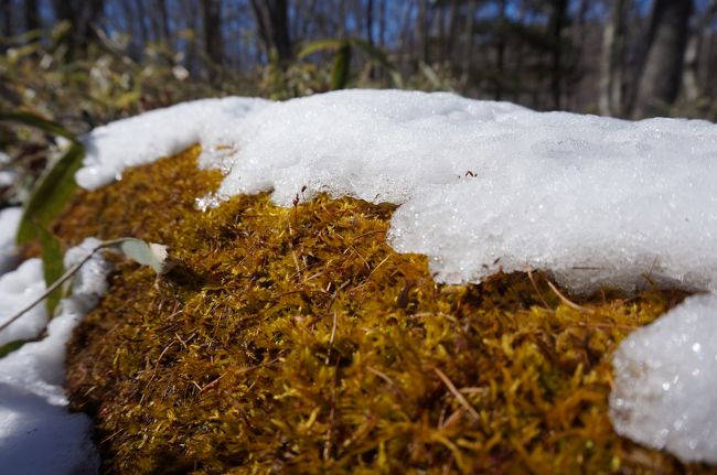 苔と雪。<br />ピントが合わん。