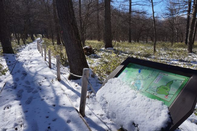 小田代原をぐるっとするコースを歩きます。