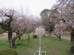 １２月１１日午後４時。彦根城の表門橋を出て城の北東側の金亀児童公園へ。
ここには春と冬に咲くという珍しい二季咲桜があって、ちょうど開花中で目を楽しませてくれました。