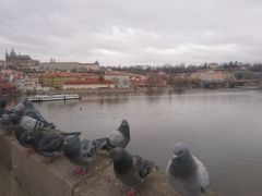 ハトが並んでる向こうにはプラハ城が見えてます。