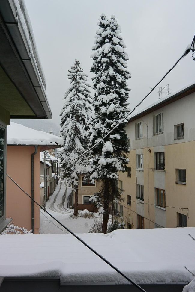 2日間雪が降り続いて真っ白です。