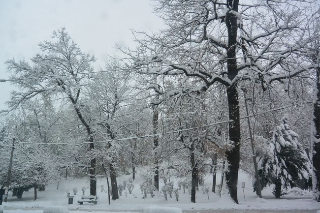 チトー通りの公園も真っ白。
