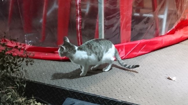 乙支路３街から明洞まで歩いている途中に猫ちゃん発見！<br />写真には１匹しか撮れなかったけど４匹いました。