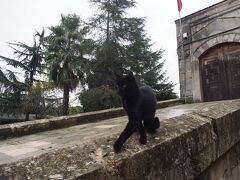イスタンブールはネコが多い街ということで、至る所にネコがいます。
人懐っこいネコも多く、このネコも遊んでくれました笑