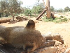 郊外にある、広大な動物園にも行きました！　この日は40℃越えの酷暑。ライオンもぐったりでした・・・(-_-;)