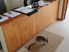 グラナイト・コージ・ ネイチャーパークにやって来ました
天気が悪かったのでロックワラビー見られるか不安でしたが
早速ワラビーのお出迎えです^_^
受付の近くには檻に入ったいろんな爬虫類もいてました
その爬虫類を管理人の方がいろいろ説明してくれましたが
管:グアナ!
♂:あー、イグアナ
管:違う、グアナだ。日本人はすぐイグアナって言う
と、怒られてしましました

イグアナは"日本語"だって！

